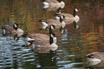 Naklejka na ściany i meble A Flock of Canadian Geese