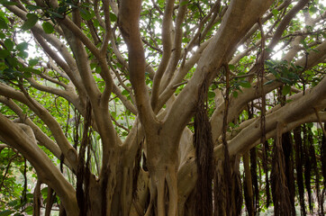 Fig plant Ficus vasta in the Botanical Garden Viera y Clavijo. Tafira. Gran Canaria. Canary Islands. Spain.