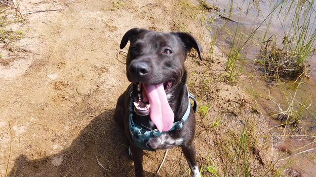 Close up of a cute pit bull black lab dog with ginat tongue panting and breathing in slow motion after a good exercise.