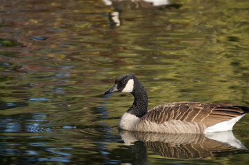 Canadian Goose in the Water