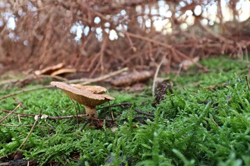 Pilze im Tannenwald