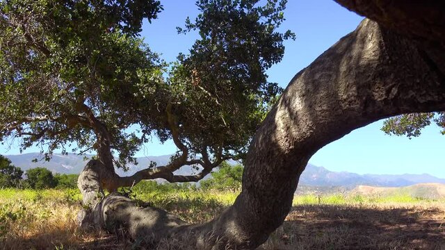 An old oak tree growing along the ground on a ranch in Santa Barbara, California.