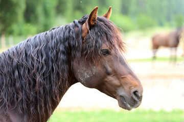 Headshot of a beautiful stallion. Adult morgan horse standing in summer corral near feeding station...