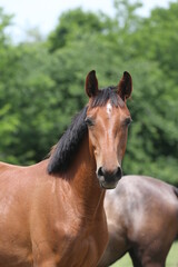 Fototapeta premium Headshot of a beautiful stallion. Adult morgan horse standing in summer corral near feeding station and other horses