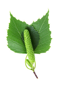 Young branch of birch with bud and leaves isolated on a white background, top view.