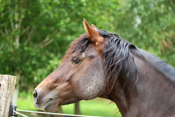 Obraz premium Headshot of a beautiful stallion. Adult morgan horse standing in summer corral near feeding station and other horses