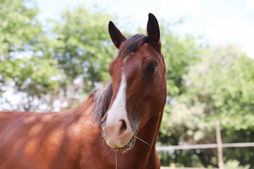Fototapeta premium Headshot of a beautiful stallion. Adult morgan horse standing in summer corral near feeding station and other horses