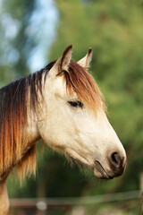 Obraz premium Headshot of a beautiful stallion. Adult morgan horse standing in summer corral near feeding station and other horses