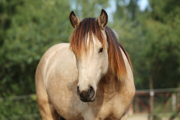 Headshot of a beautiful stallion. Adult morgan horse standing in summer corral near feeding station...