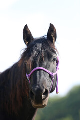Headshot of a beautiful stallion. Adult morgan horse standing in summer corral near feeding station and other horses