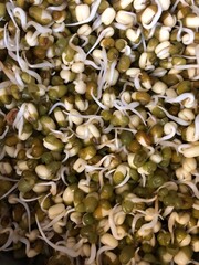 Growing bean seeds 