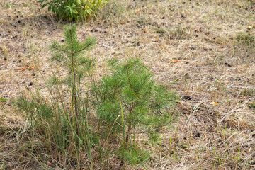 Mixed forest on a hill in summer.