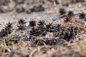 Pine cones fell to the floor of pine cones. Nature forest Merry Christmas background. Selective focus