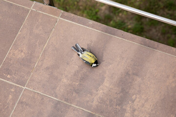 A dead bird lies on the tile after hitting the glass.