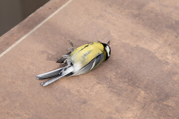 A dead bird lies on the tile after hitting the glass.