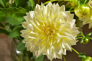 yellow dahlia flower
