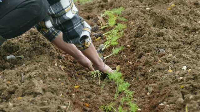 Video mani che lavorano la terra piantano e raccolgono in 4K