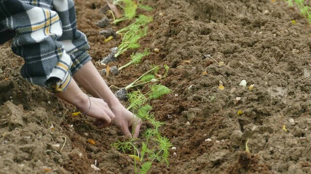 Video mani che lavorano la terra piantano e raccolgono in 4K
