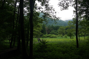森　鬱蒼とした　夏　樹林　木々