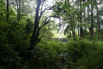 親海湿原 湿地　白馬　夏　ハイキング　姫川源流　森　清流　