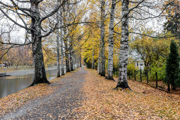 Fototapeta premium View of the Vääksu canal, in autumn, yellow birches on the bank and reflection in the water. It's a nasty day .