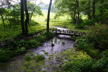 親海湿原 湿地　白馬　夏　ハイキング　姫川源流　森　清流　