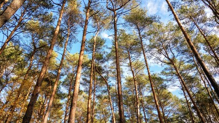 Fototapeta premium large tall trees in the forest against the blue sky and sunshine autumn colors