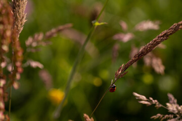 Ladybug climbing the stem of a flower.