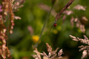 Ladybug climbing the stem of a flower.