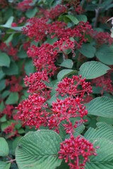 Naklejka premium ガマズミ 赤い花 赤い実 植物 木