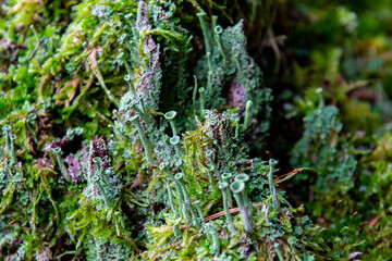Tree stump overgrown with moss and trumpet pixie lichen or cladonia fimbriata