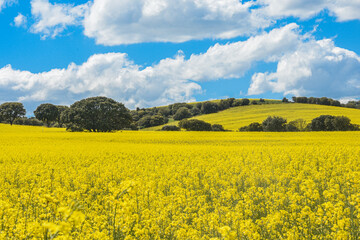 Obraz premium Paisaje de flores amarillas en el campo con cielo azul
