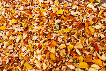 autumn leaves background
