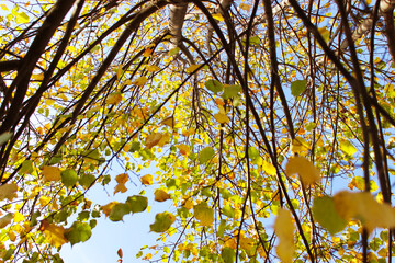 autumn leaves against the sky