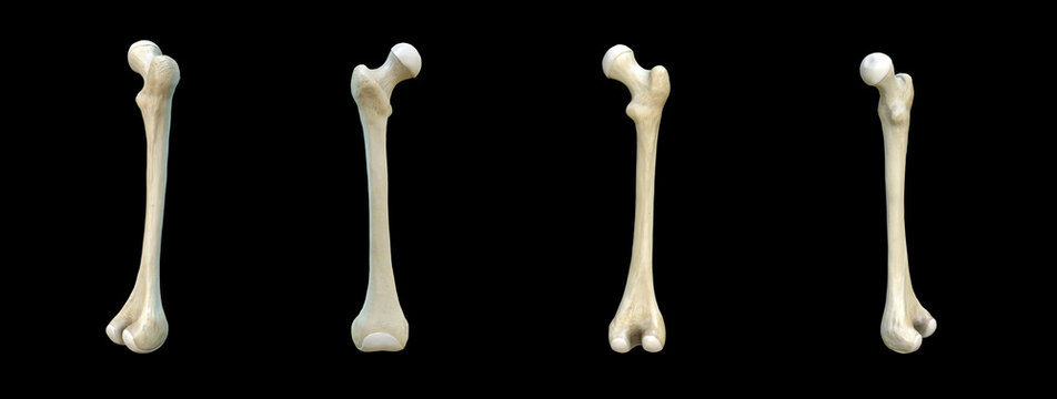 Right human femur bone, black background, 3d rendering