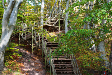 wooden stairs in the forest