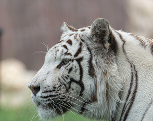 portrait of a white tiger or also called bengal tiger