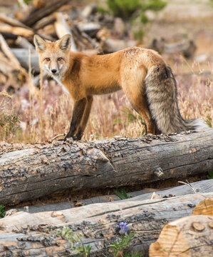 Red fox keeping a watchful eye in Colorado
