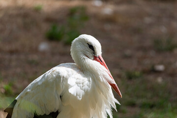 little stork or white heron in the park