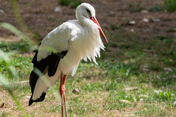little stork or white heron in the park