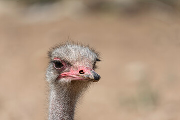 portrait of an ostrich in the field