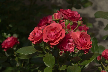 Pink roses in the garden