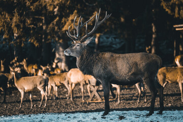 A deer in the forest