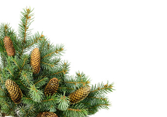 Spruce branch with cones isolated on white background. Copy space.