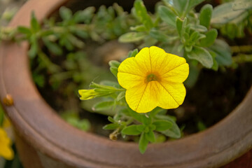 Fototapeta na wymiar Download preview Bright yellow petunia flower in a terracota pot in the garden, selective focus 