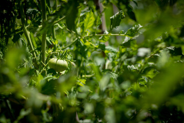 Fototapeta na wymiar Green tomato on the branch in focus. Raw tomato. fresh vegetable. tomato in agricultural field.
