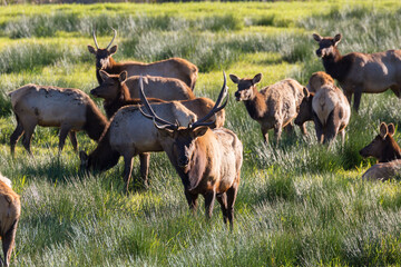 Wild elk grazing in a field in Oregon.