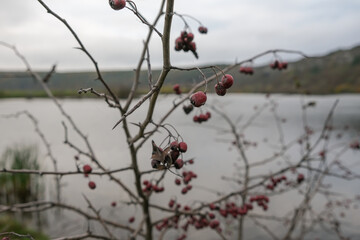 Crataegus monogyna or simply Hawthorn. Amazing view to see this tree growing just at the river bank. November 2020, Ukraine.
