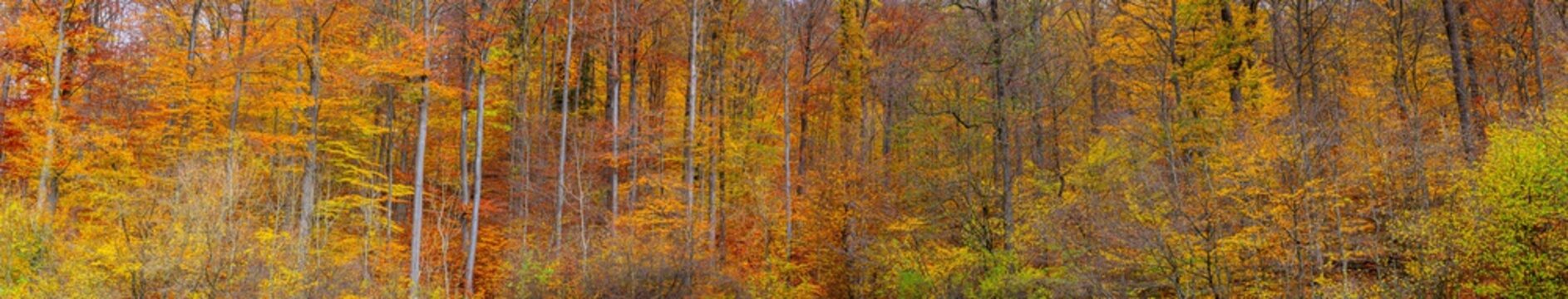 Extra wide autumn forest panorama with pleasant warm colors