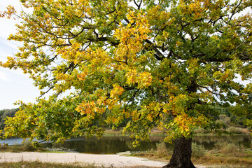 Naklejka premium Beautiful yellowed foliage and acorns of oak in autumn.